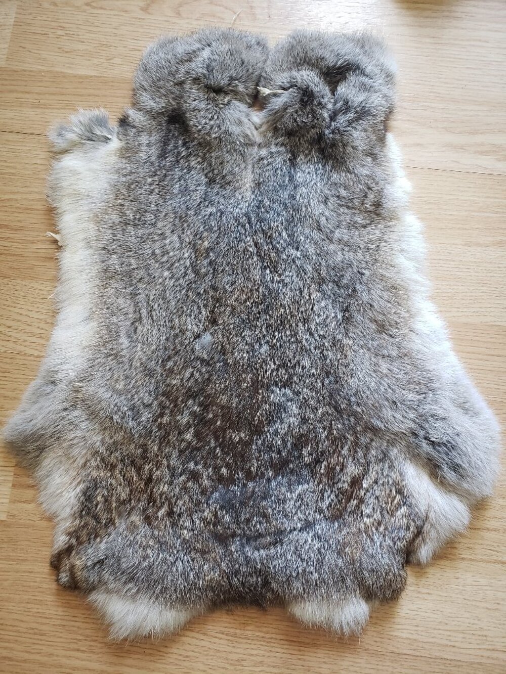 B0084 rabbit pelt